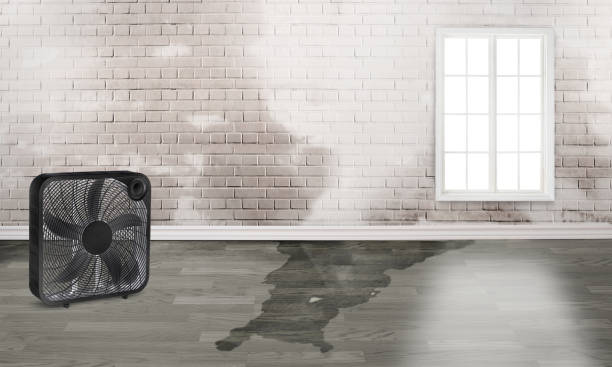 Best Carpet water damage restoration  in Rosemont, CA
